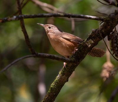 Southern House Wren