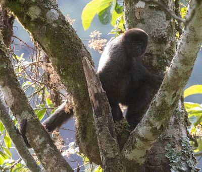 Howler Monkey