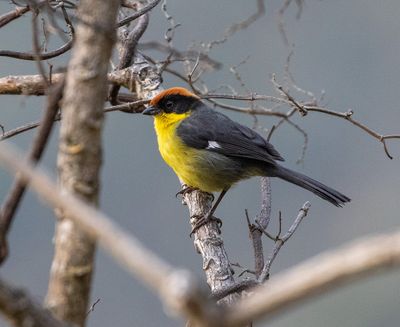Yellow-breasted Brushfinch