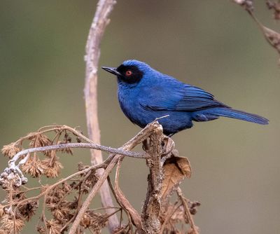 Masked Flowerpiercer