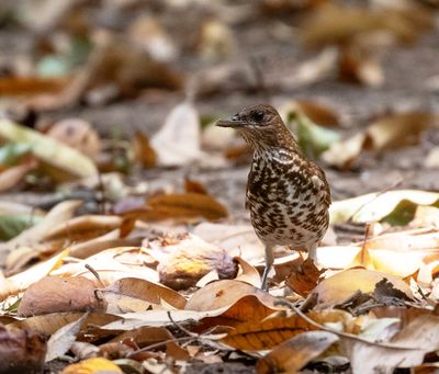 Maraon Thrush