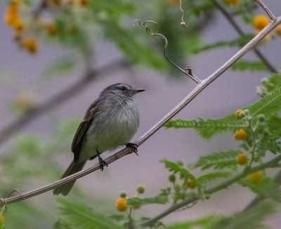 Maraon Tyrannulet