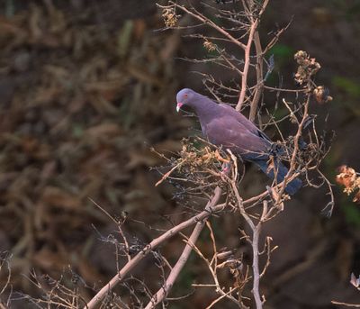 Peruvian Pigeon