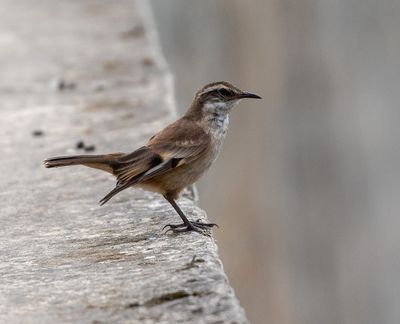 Cream-winged Cinclodes