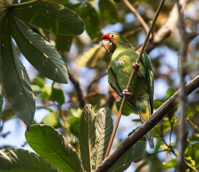 Mitred Parakeet
