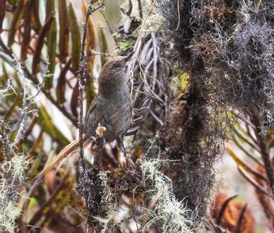 Puna Thistletail