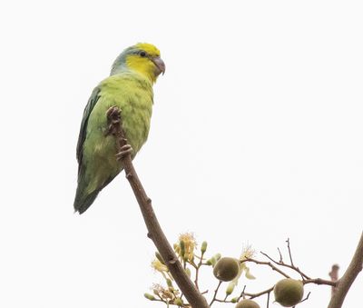 Yellow-faced Parrotlet