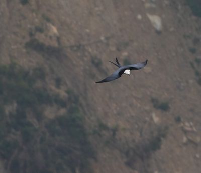 Swallow-tailed Kite