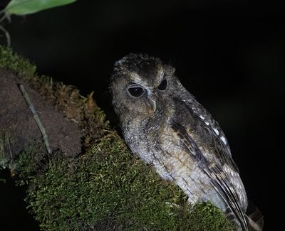 Rufescent Screech-Owl