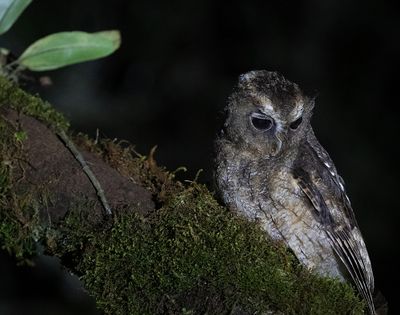 Rufescent Screech-Owl