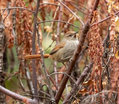 Rusty-fronted Canastero