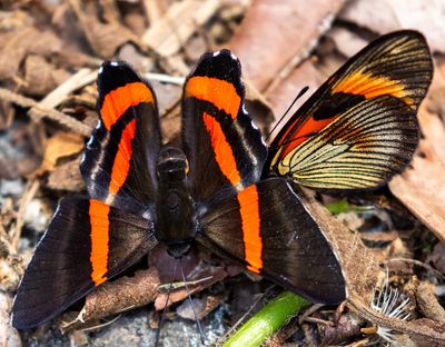 Butterflies