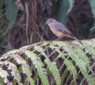 Rufous-tailed Tyrant