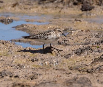 Baird's Sandpiper