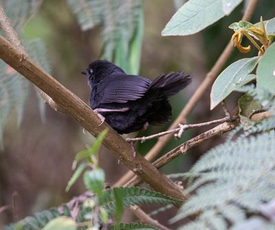 Utcubamba Tapaculo