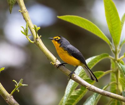 Spectacled Redstart