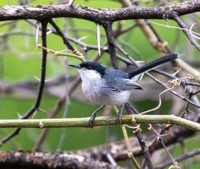 Maraon Gnatcatcher