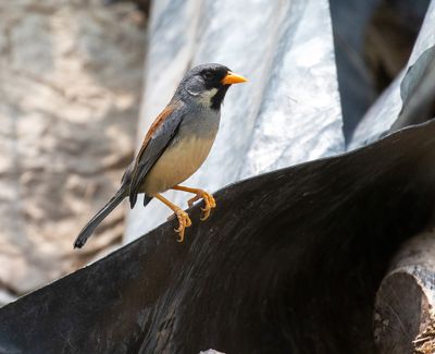 Buff-bridled Inca Finch