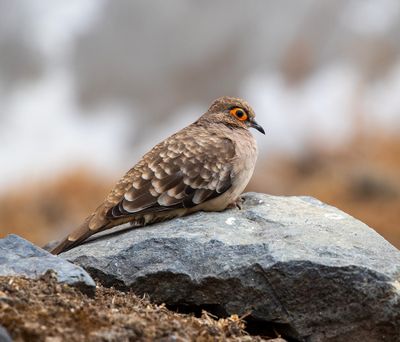 Bare-eyed Ground Dove