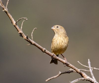 Dull-coloured Grassquit