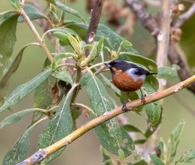 Black-throated Flowerpiercer