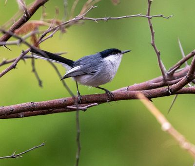 Maraon Gnatcatcher