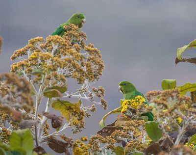 Andean Parakeet