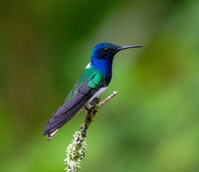 White-necked Jacobin