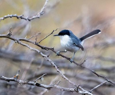 Maraon Gnatcatcher