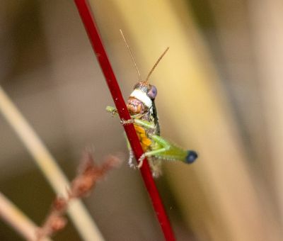 Grasshopper