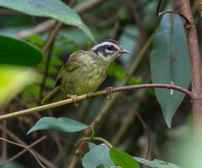 Yungas Warbler