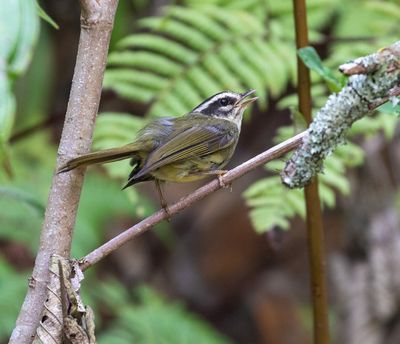 Yungas Warbler