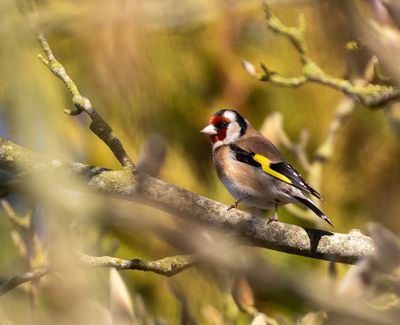Goldfinch