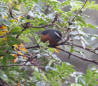 White-browed Conebill