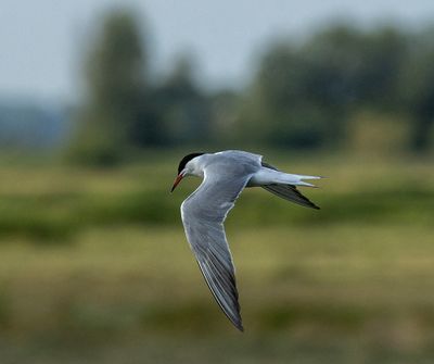 Birds in The Netherlands