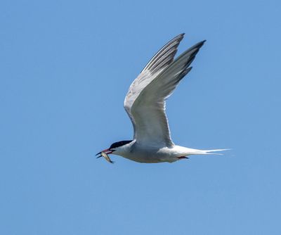 Common Tern