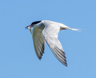 Birds in The Netherlands