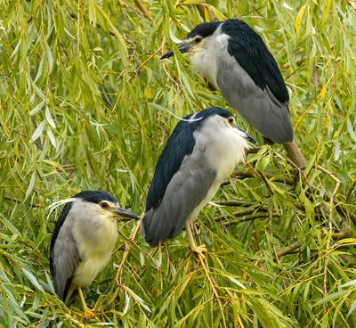 Birds in The Netherlands