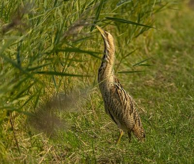 Birds in The Netherlands