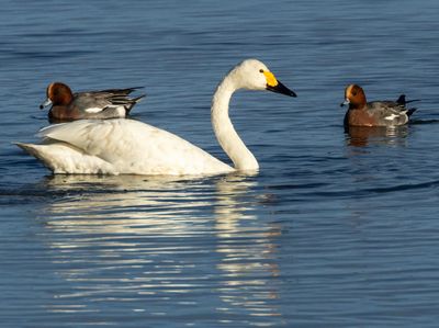 Birds in The Netherlands