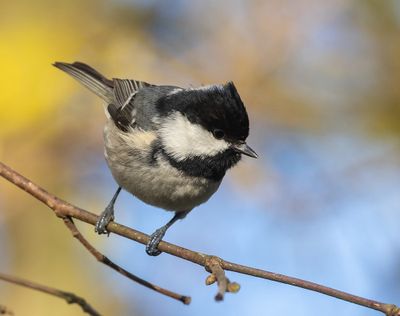 Birds in The Netherlands