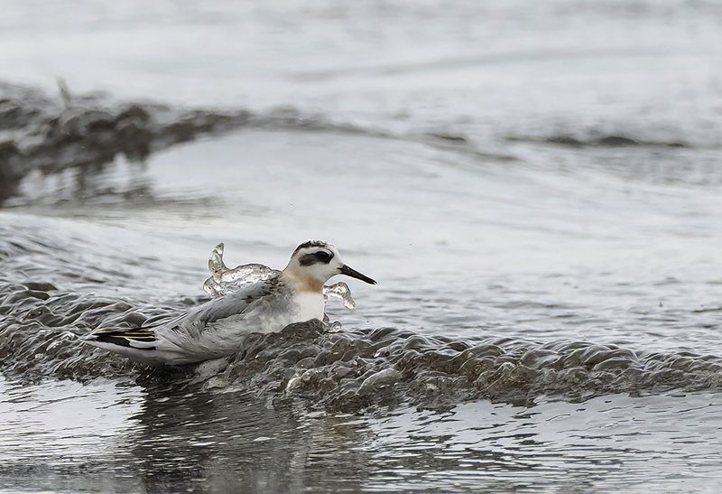 Grey Phalarope ( Brednbbad simsnppa ) Phalaropus fulicarius  - PB220440.jpg