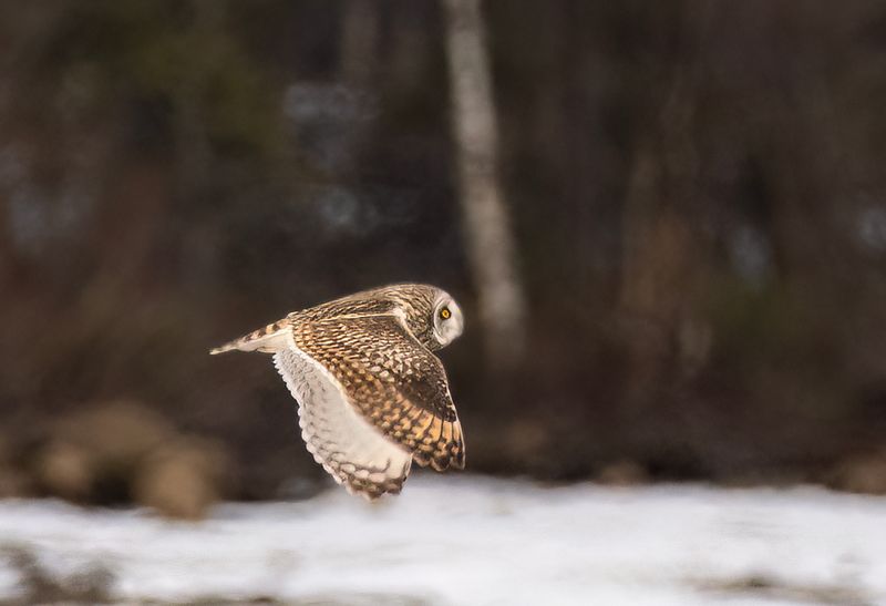 Short-eared Owl ( Jorduggla ) Asia flammeus - P5090133.jpg