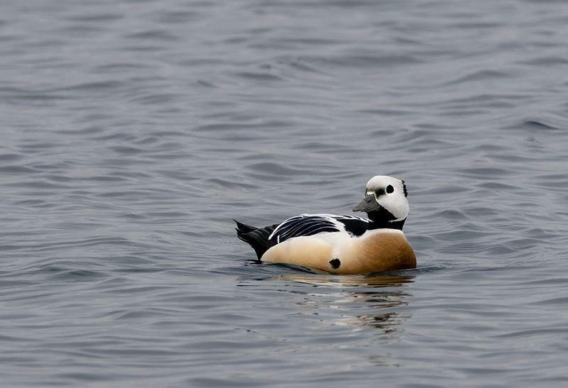 Stellers Eider ( Alfrrdare  )Polysticta selleri - P2145298.jpg