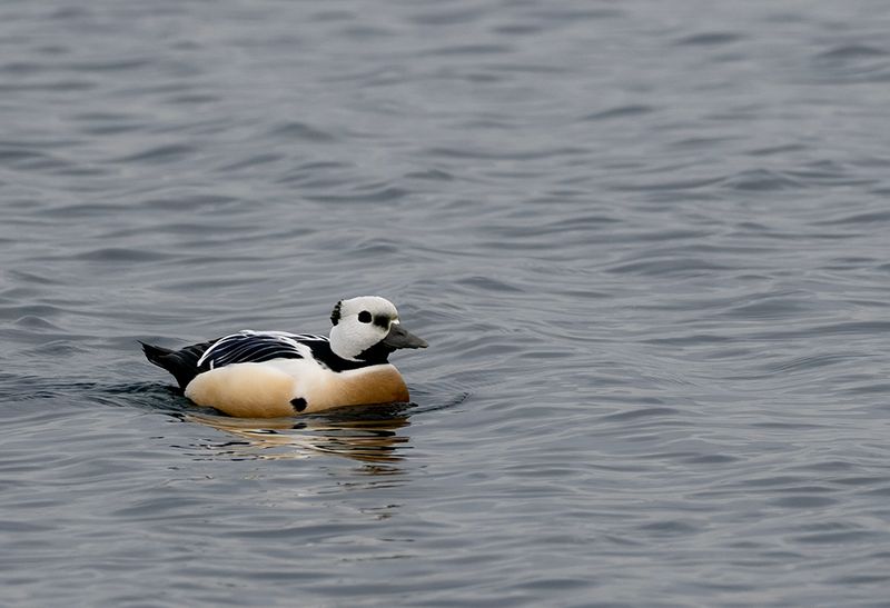 Stellers Eider ( Alfrrdare ) Polysticta selleri - P2145304.jpg