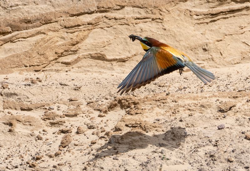 European Beeater ( Bitare ) Merops apiaster - P6122760.jpg