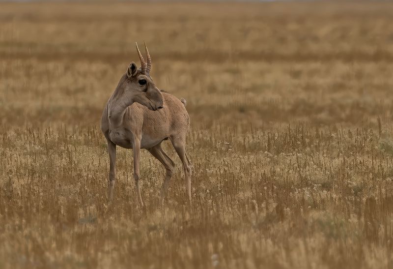  Saiga (Saigaantilop) Saiga tatarica mongolica - P9024194.jpg