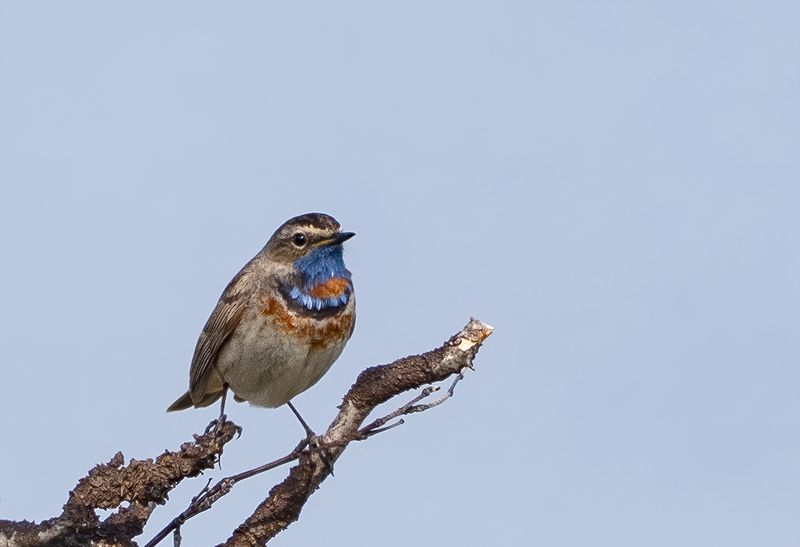 Bluethroat ( Blhake ) Luscinia svecica svecica - P6203981.jpg
