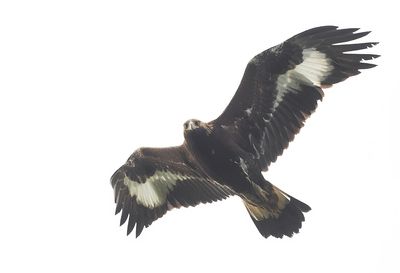 Golden Eagle ( Kungsrn ) Aquila chrysaetos - PB080752.jpg