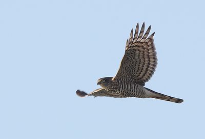 Sparrowhawk ( Sparvhk ) Accipiter nisus - PA300084.jpg